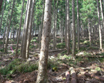 管理森林風景
